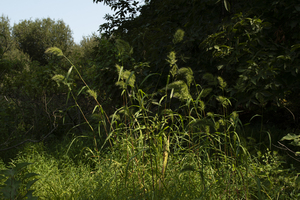 Photo by: Kyle J. Webster. Photo Taken: Suffolk County, NY